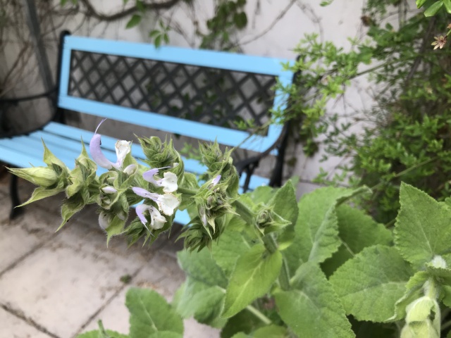 sanierte, blau angestrichene Gartenbank