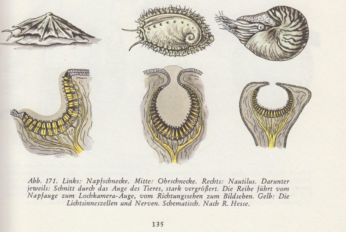 Augenevolution