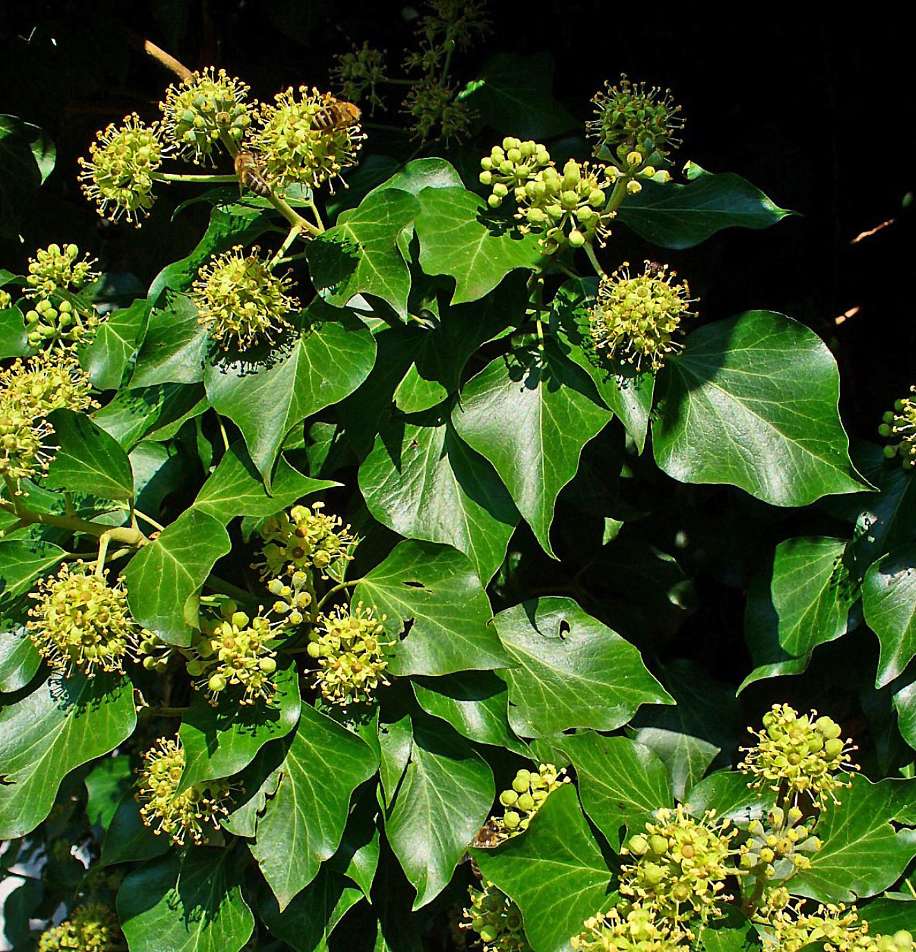 Farbfoto: Efeu Blätter und Blüten mit einer Biene.