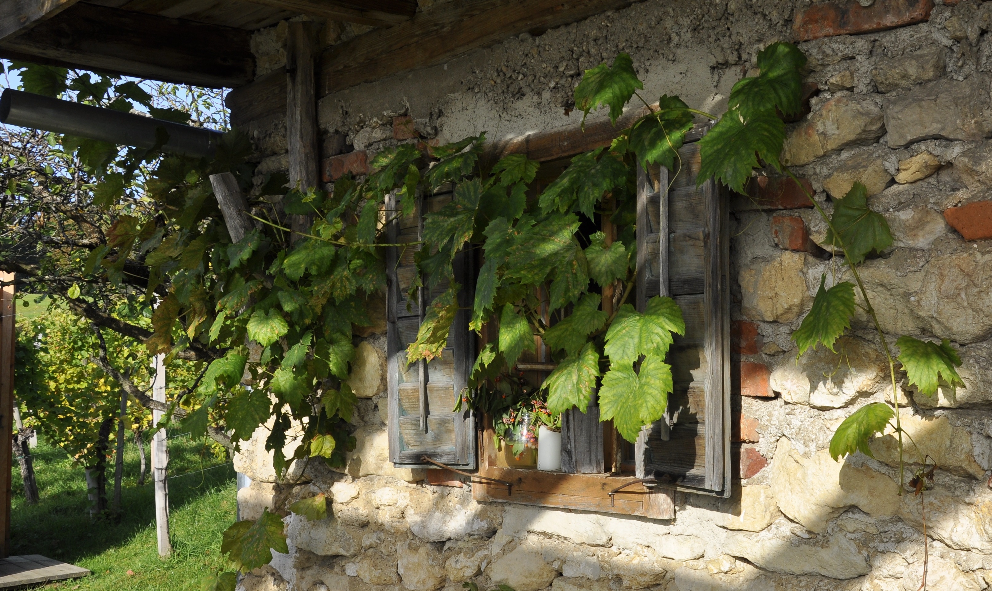 Farbfoto Wilder Wein an Mauer