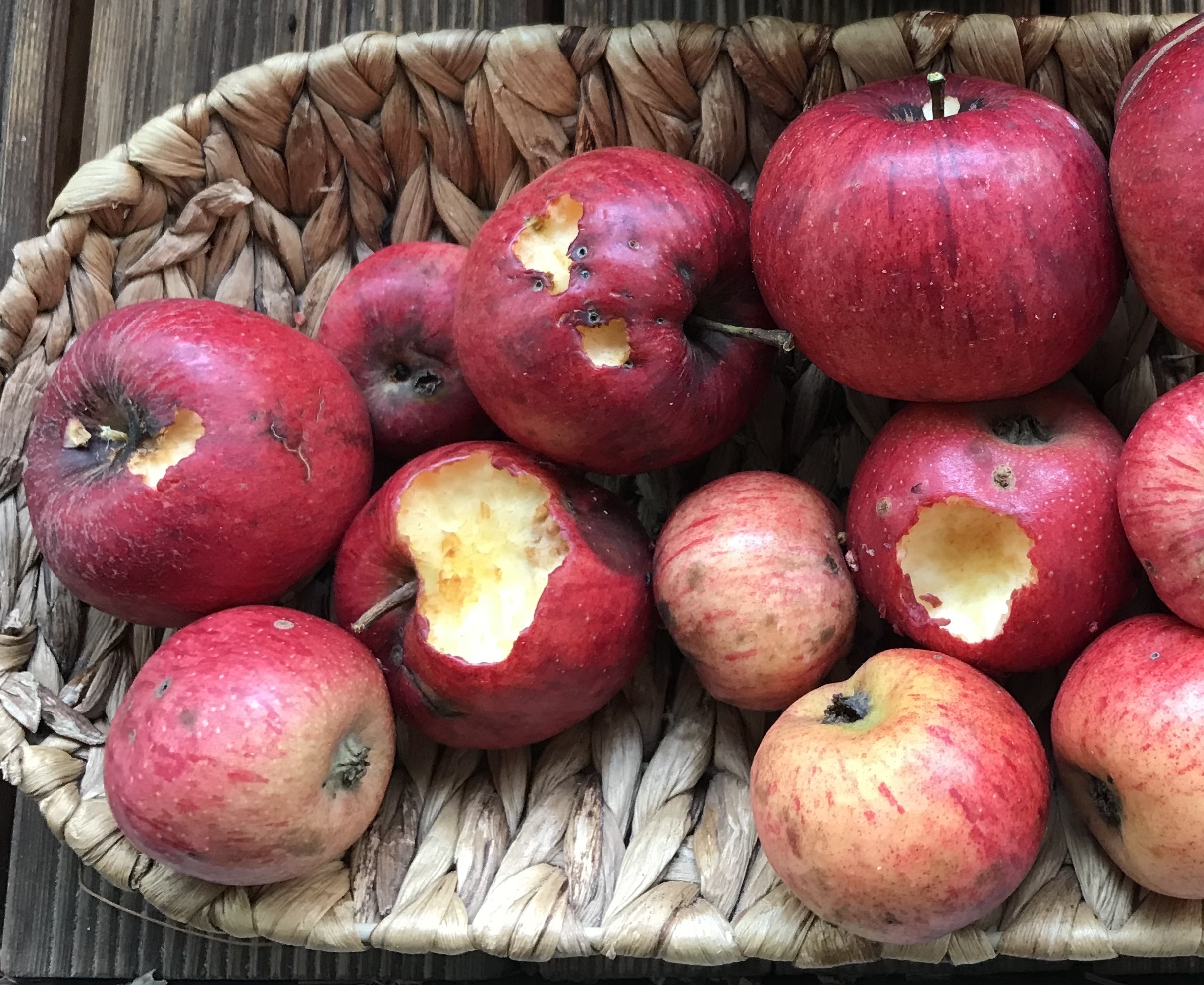 Mehrere, rote Äpfel unterschiedlicher Größe in einem Korb.