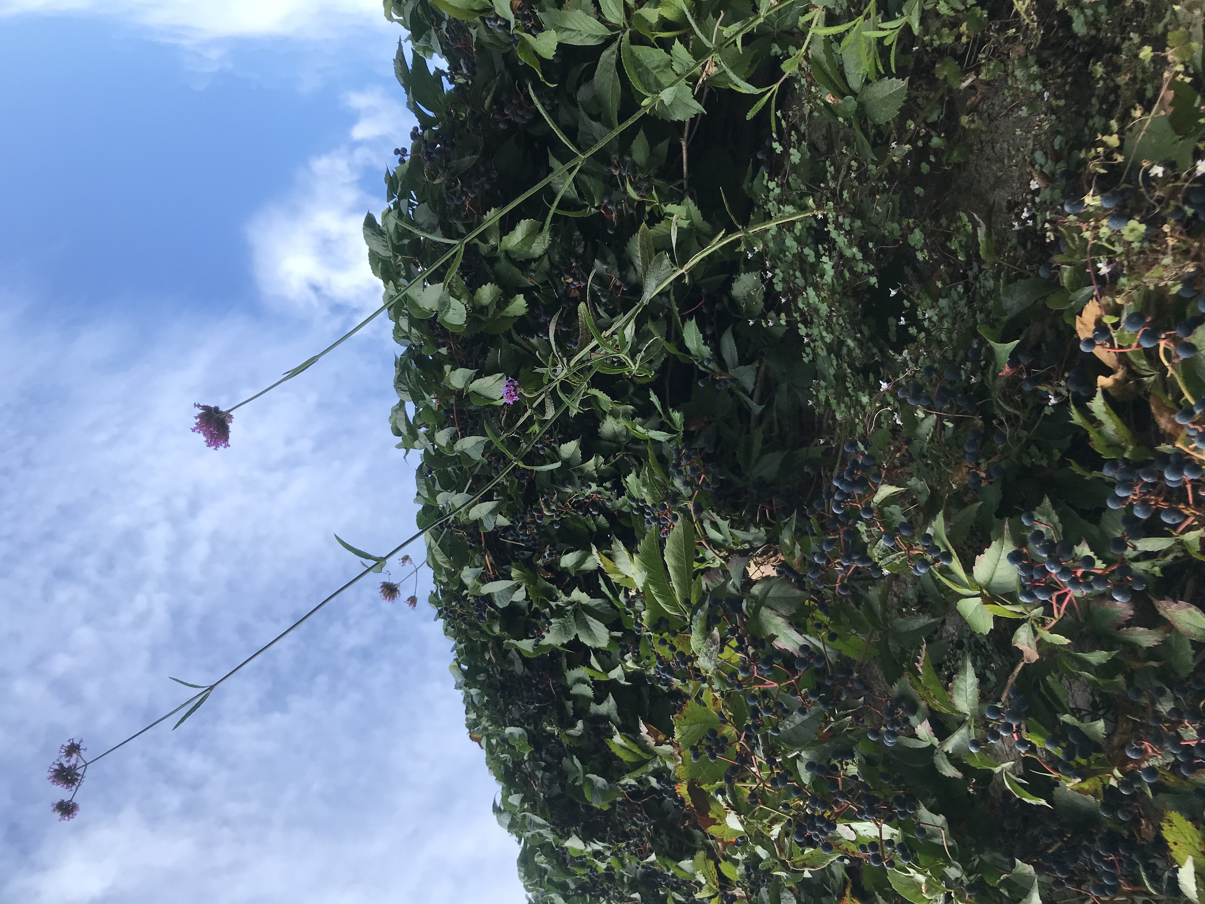 Farbfoto, Ausschnitt: Pflanzen, Blüten, Beeren überwuchern eine kaum noch zu erkennende Steinmauer.