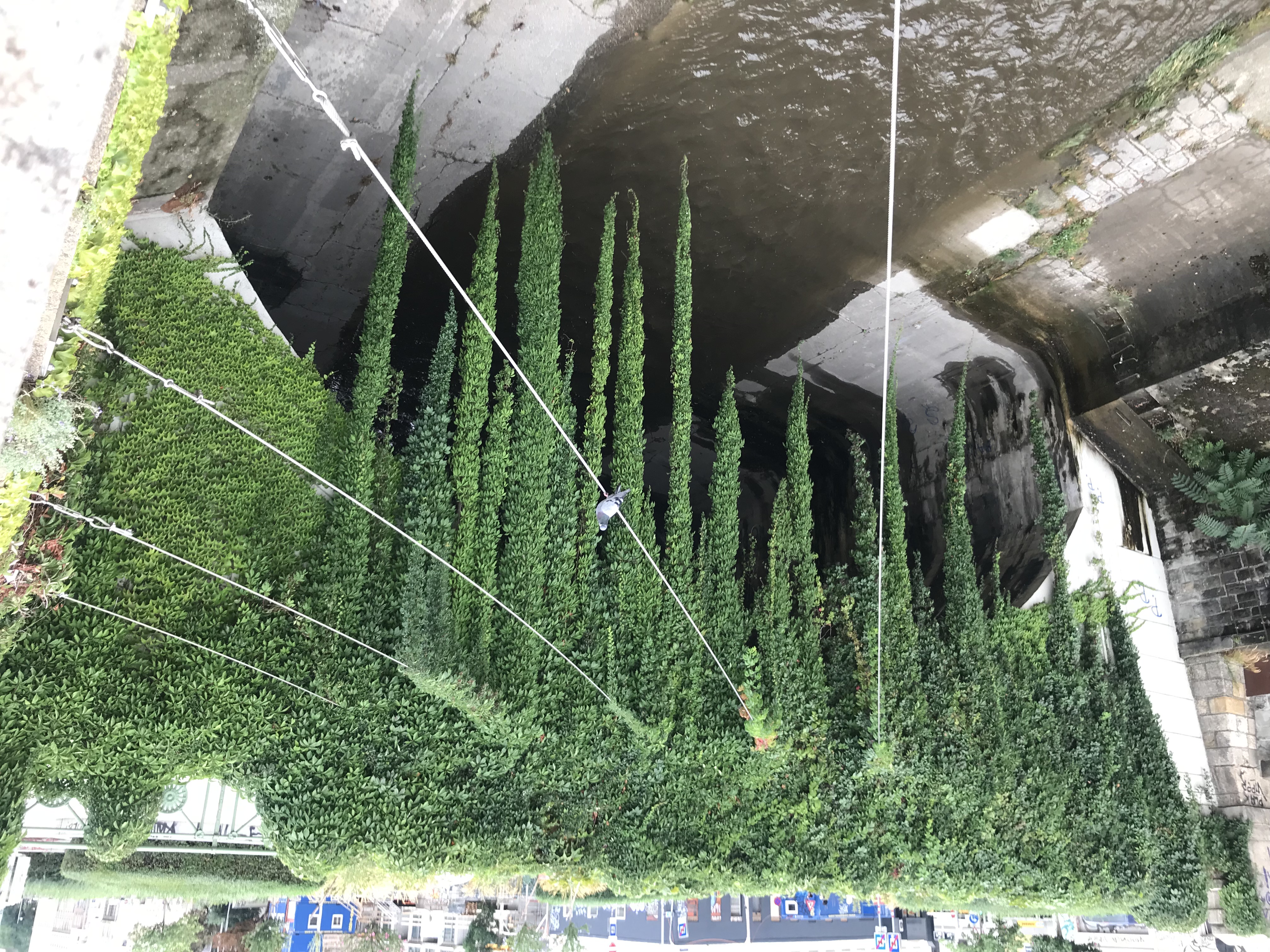 Farbfoto: Vom Pflanzen fast vollständig berankte Steinbrücke.