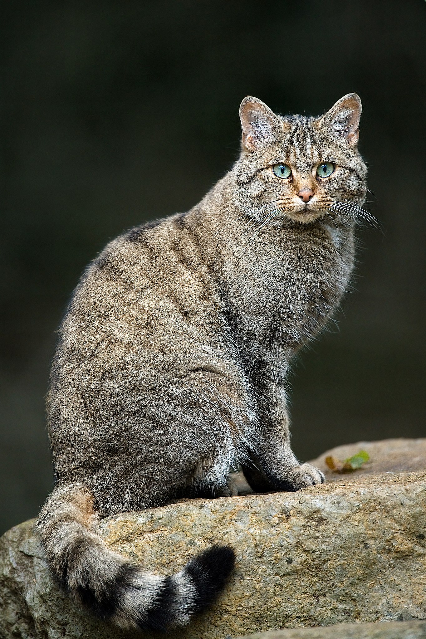 Farbfoto: Europäische Wildkatze